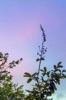 bouquet de gousses et graines de bungor et couleurs du ciel du soir photo