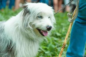 chien de berger blanc près de son maître paysan photo