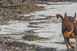 exécutant un chien russe toy terrier sur la plage holbox mexique. photo