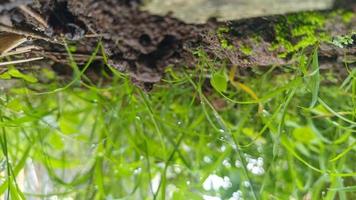 herbe dans le jardin le matin photo