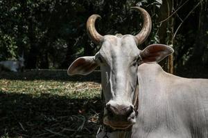 taureau blanc au ralenti dans le désert photo