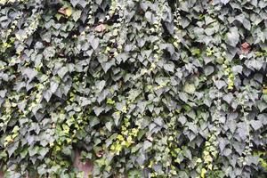 texture des feuilles, de nombreuses feuilles poussent sur le mur. photo