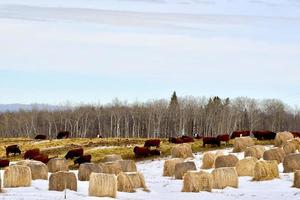 L'hiver au Manitoba - bovins et balles rondes dans un champ couvert de neige photo