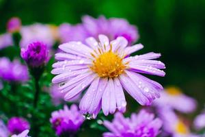 camomilles violettes avec des gouttes de rosée sur fond de nature photo