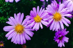 camomilles violettes avec des gouttes de rosée sur fond de nature photo