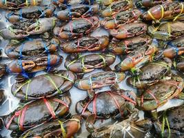 crabe cru sur glace, crabe de fruits de mer frais pour les plats cuisinés au restaurant ou au marché de fruits de mer, crabe de boue photo