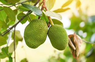 jacquier sur le jacquier fruit tropical sur fond de feuille nature photo