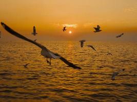 silhouette d'oiseau de mer coucher de soleil sunset.silhouette oiseau volant photographie mer. photographie minimale