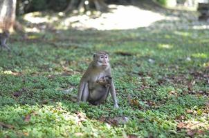 le singe amène son enfant ou son bébé tout en trouvant de la nourriture photo