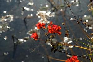 bouquet de bogainvelles rouges photo