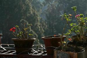 soleil sur les pots de fleurs photo