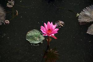 lotus rose émergeant majestueusement photo