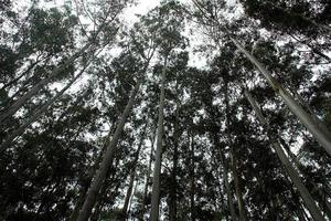 Têtes de grands arbres en forêt photo