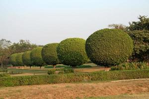 jardin avec une rangée d'arbustes sphériques décoratifs photo