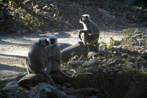 trois singes noirs assis près de l'autoroute photo