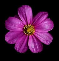Belle fleur de cosmos rose isolée sur fond noir photo