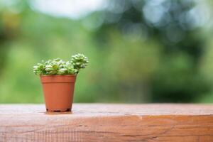 cactus sur table en bois, plantes de cactus naturelles sur fond flou de jardin. photo