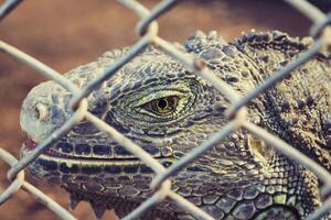 gros plan iguane des yeux à l'intérieur de la cage. photo