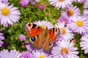 papillon paon est assis sur une fleur. fleurs lilas lumineuses sur un lit de fleurs dans le parc. photo