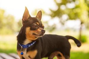 chien chihuahua sur le fond de la nature pendant la saison chaude. animal de compagnie. photo