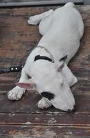 chien bull-terrier photo