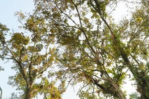 plantes grandes et ombragées dans le jardin photo