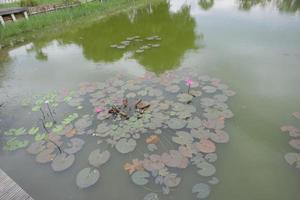 arbre de lotus au bord du marais photo