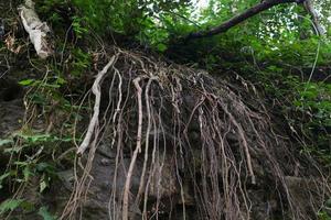 les racines des plantes qui rampent du haut de la falaise photo