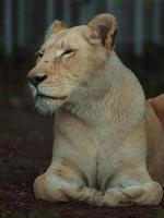 portrait de lion du cap photo