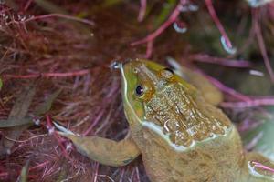 grenouille verte dans un étang photo