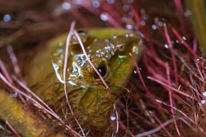 grenouille verte dans un étang photo