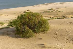 vue imprenable sur les dunes de sable gris à l'isthme de Courlande. photo