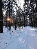 coucher de soleil dans la forêt de sapins d'hiver enneigée. les rayons du soleil traversent les troncs des arbres. photo