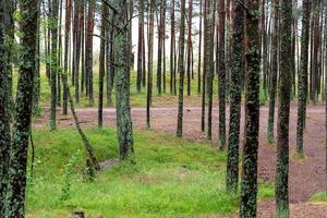 une image d'une forêt dansante sur la flèche de courlande dans la région de kaliningrad en russie. photo