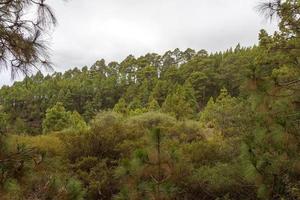 forêt dense et magnifique sur l'île de tenerife. photo