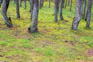 une image d'une forêt dansante sur la flèche de courlande dans la région de kaliningrad en russie. photo