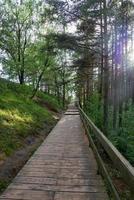 parquet le long de la forêt un jour d'été. photo