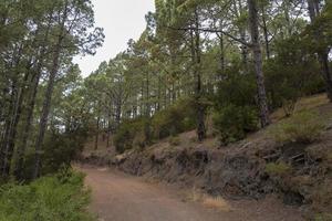 forêt dense sur l'île de tenerife. photo