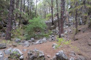 forêt dense et magnifique sur l'île de tenerife. photo