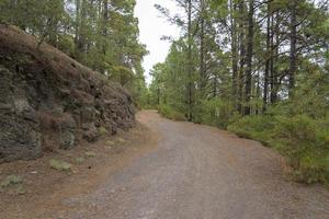 forêt dense et magnifique sur l'île de tenerife. photo