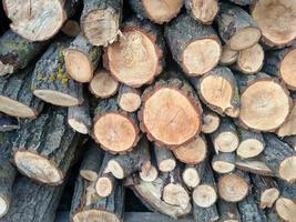 grumes coupes transversales sur la coupe de bois tas de textures de tronc d'arbre en bois coupé photo