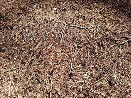 fourmilière dans la forêt d'été - pour le fond. photo