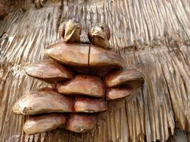 un escargot taillé dans un arbre. le repère national. photo