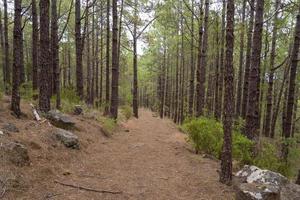 forêt dense et magnifique sur l'île de tenerife. photo