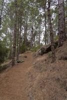 forêt dense et magnifique sur l'île de tenerife. photo