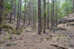 forêt dense et magnifique sur l'île de tenerife. photo