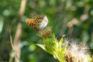 grand papillon est assis sur une fleur de chardon photo