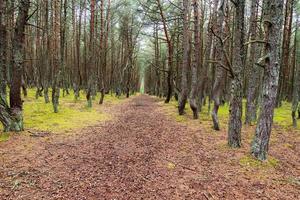 une image d'une forêt dansante sur la flèche de courlande dans la région de kaliningrad en russie. photo