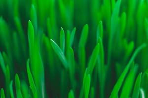 herbe verte fraîche comme texture de fond. copie, espace vide pour le texte photo
