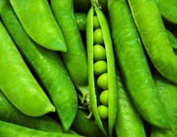 pois verts - fond photo